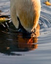 Closeup shot of a mute swan drinking water from the pond in the daylight Royalty Free Stock Photo
