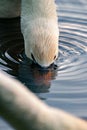 Closeup shot of a mute swan drinking water from the pond in the daylight Royalty Free Stock Photo