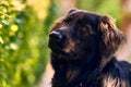 Closeup shot of a muzzle of a black cute Leonberger in the park