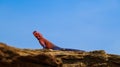 Closeup shot of a Mwanza flat-headed rock agama on the rock