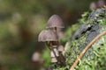 Closeup shot of a Mycena Haematopus (Bleeding fairy helmet) in the forest