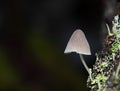 Closeup shot of a Mycena (saprotrophic mushroom) Royalty Free Stock Photo