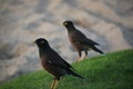 Closeup Shot Of A Myna Bird On The Green Grass With Another One On The Blurred Background