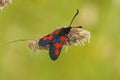 Closeup shot of a narrow-bordered five-spot burnet perched on a plant