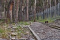 Closeup shot of narrow pathway with trees in a forest Royalty Free Stock Photo