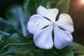 Closeup shot of natural, Periwinkle Vinca minor a summer flowe Royalty Free Stock Photo