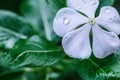 Closeup shot of natural, Periwinkle Vinca minor a summer flowe Royalty Free Stock Photo