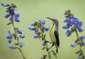 Closeup shot of a nectar bird collecting nectar from the flowers on a blurred background Royalty Free Stock Photo