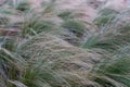 Closeup shot of needlegrass blowing in the wind on a field Royalty Free Stock Photo