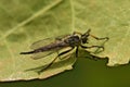 Closeup shot of a neoitamus insect on a green leaf.