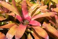 Closeup shot of a neoregelia plant