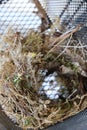 Closeup shot of a nest in the metal basket of a bicycle Royalty Free Stock Photo