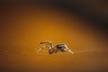 Closeup shot of Nesticus spider on net with dark orange background Royalty Free Stock Photo