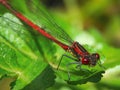 Closeup shot of a  net-winged insect on green leaves Royalty Free Stock Photo