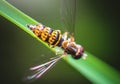 Closeup shot of a net-winged insect on a green plant with a blurred background Royalty Free Stock Photo