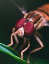 Closeup shot of a net-winged insect on a green plant with a blurred background Royalty Free Stock Photo