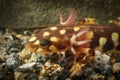 Closeup shot of Neurergus crocatus salamander on rocky surface underwa Royalty Free Stock Photo