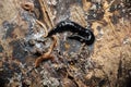 Closeup shot of New Guinea flatworm and wandering broadhead planarian worms crawling on a tree trunk