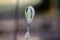 Closeup shot of a new tree sprout growing in a park in Afferden, the Netherlands Royalty Free Stock Photo