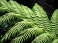 Closeup shot of New Zealand fern tree leaves. Royalty Free Stock Photo