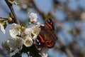 Closeup shot of a New Zealand red admiral (Vanessa gonerilla)