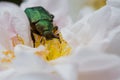 Closeup shot of a noble chafer (Gnorimus nobilis) on a white rose