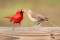 Closeup shot of a northern cardinal and sparrow fighting over food Royalty Free Stock Photo