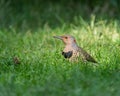 Closeup shot of a northern flicker bird perched on a grassy field