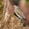 Closeup shot of a northern flicker bird perched on a tree stump