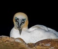 Closeup shot of a Northern gannet in its natural habitat Royalty Free Stock Photo