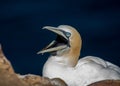 Closeup shot of a Northern gannet in its natural habitat Royalty Free Stock Photo