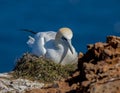 Closeup shot of a Northern gannet in its natural habitat Royalty Free Stock Photo