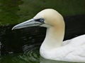 Closeup shot of a northern gannet in the lake Royalty Free Stock Photo