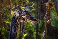 Closeup shot of a northern giraffe head looking right in the jungle Royalty Free Stock Photo