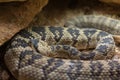 Closeup shot of Northwestern Neotropical rattlesnake