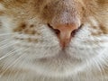 Closeup shot of the nose of a Stray Orange Mau Cat