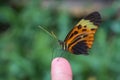 Closeup shot of a Numata longwing butterfly with beautifully patterned wing sitting on a finger Royalty Free Stock Photo