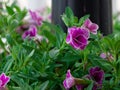 Closeup shot of Nyctaginaceae, the four o'clock family flowers Royalty Free Stock Photo