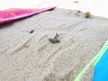 Closeup shot o a grasshopper on the sand in the beach