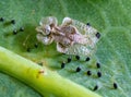 Closeup shot of an oak lace bug on a leaf surface Royalty Free Stock Photo