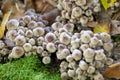 Closeup shot of the oak-stump bonnet cap mushrooms in the woods with blur background