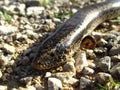 Closeup shot of Ocellated skink walking on stony ground Royalty Free Stock Photo