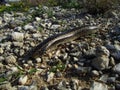 Closeup shot of Ocellated skink walking on stony ground Royalty Free Stock Photo