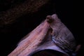 Closeup shot of an octopus in a dark cave under the water