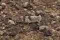 Closeup shot of a Oedipoda germanica on the ground