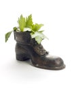 Closeup shot of an old clay boot with herbs inside isolated on a white background Royalty Free Stock Photo