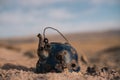 Closeup shot of an old rusty broken kettle with a blurry background