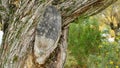 Closeup shot of an old trunk of a tree covered with moss Royalty Free Stock Photo