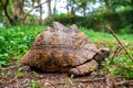 Closeup shot of old turtle on green grass Royalty Free Stock Photo