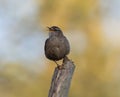 Closeup shot of an old-world flycatcher bird perched on a branch Royalty Free Stock Photo